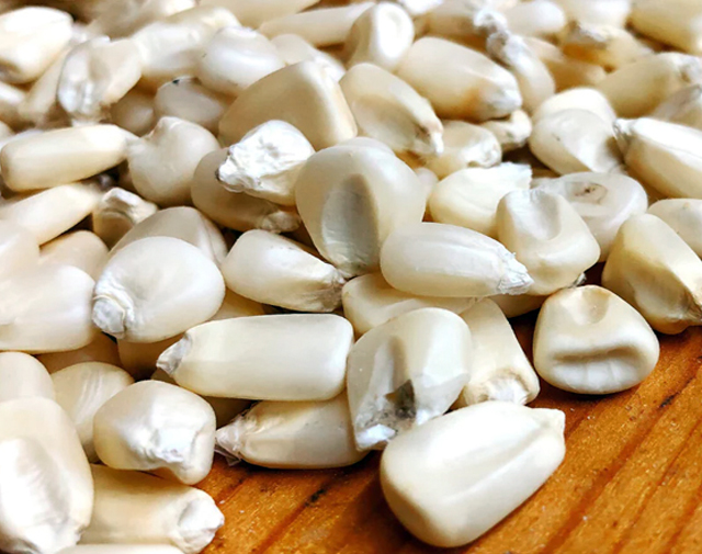 maize